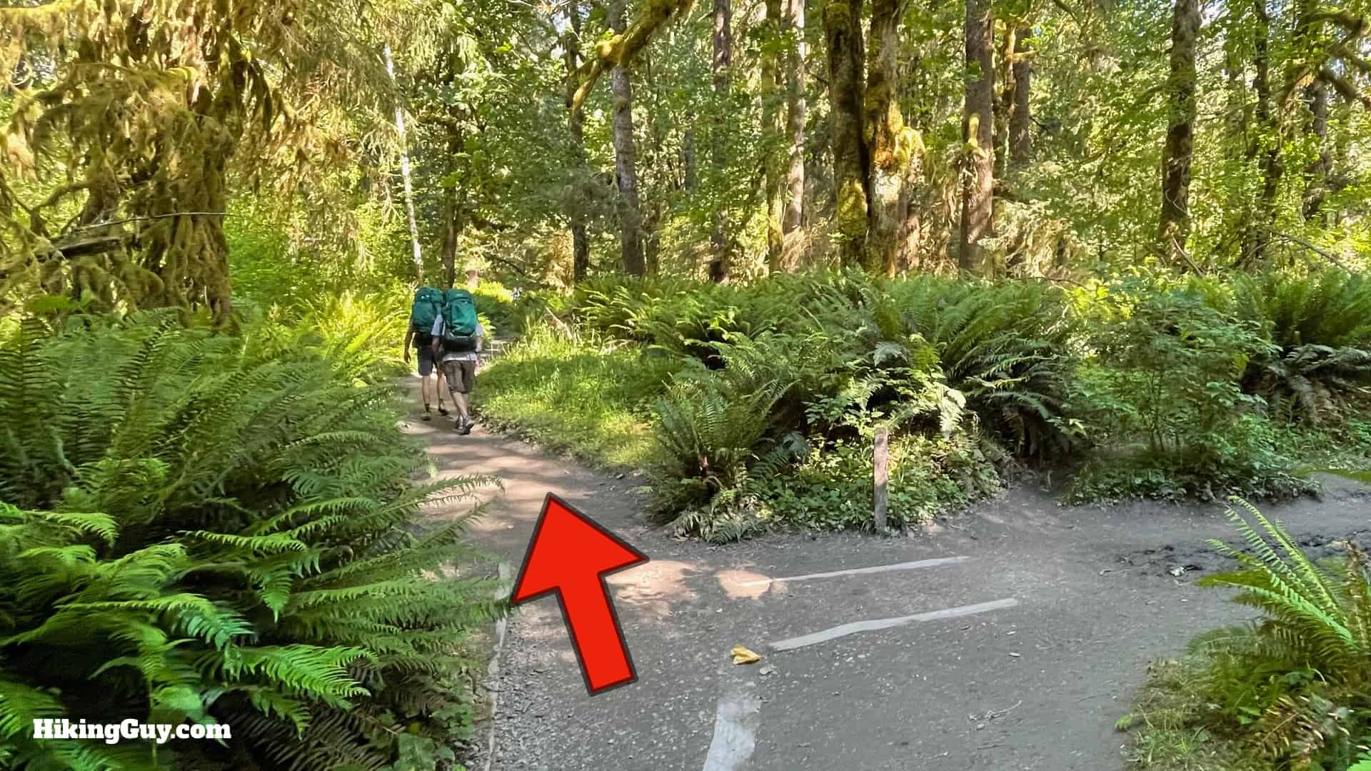 Hoh River Trail Directions 14