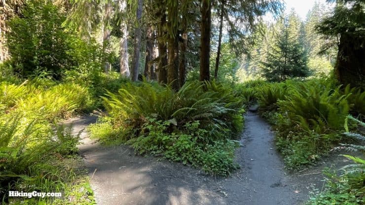 Hoh River Trail Directions 15