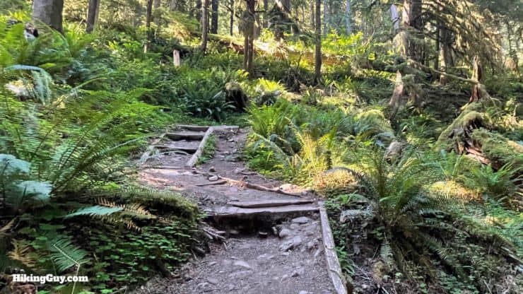 Hoh River Trail Directions 17