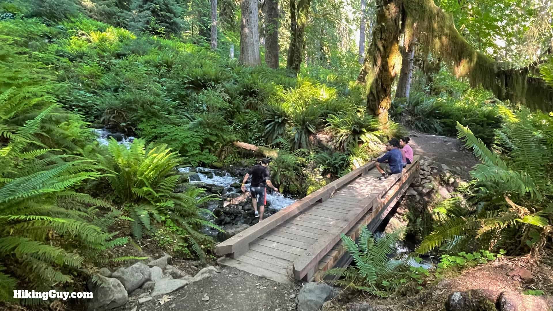 Hoh River Trail Directions 18