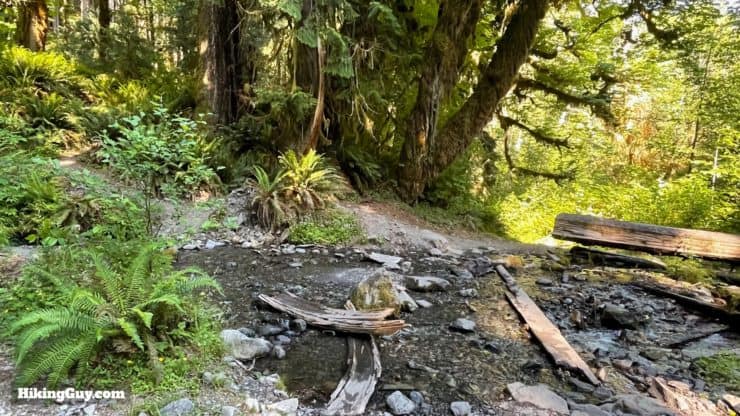 Hoh River Trail Directions 19