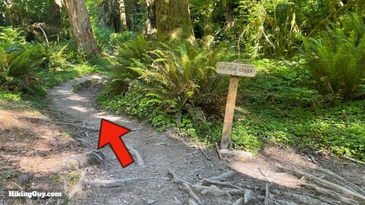 Hoh River Trail Directions 20