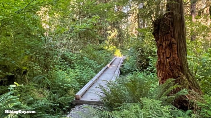 Hoh River Trail Directions 21