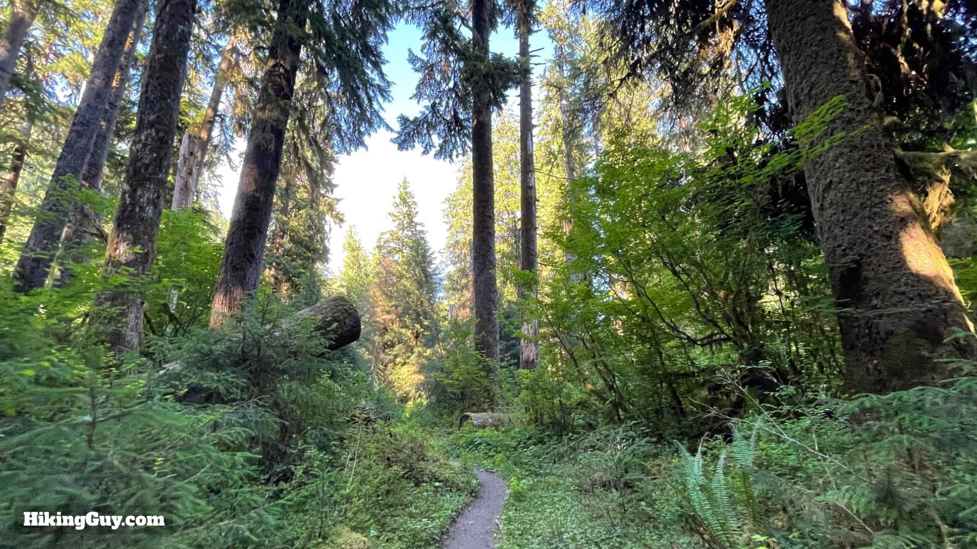 Hoh River Trail Directions 23