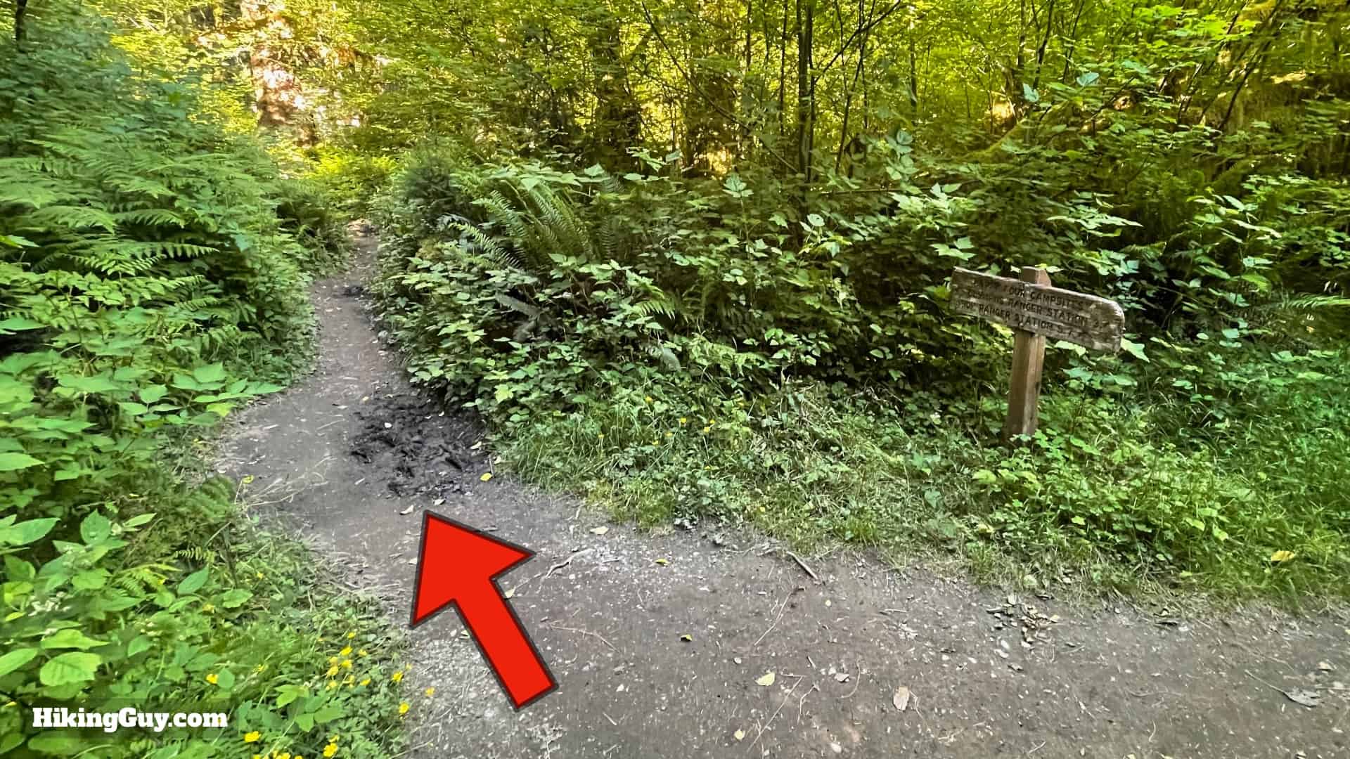 Hoh River Trail Directions 25