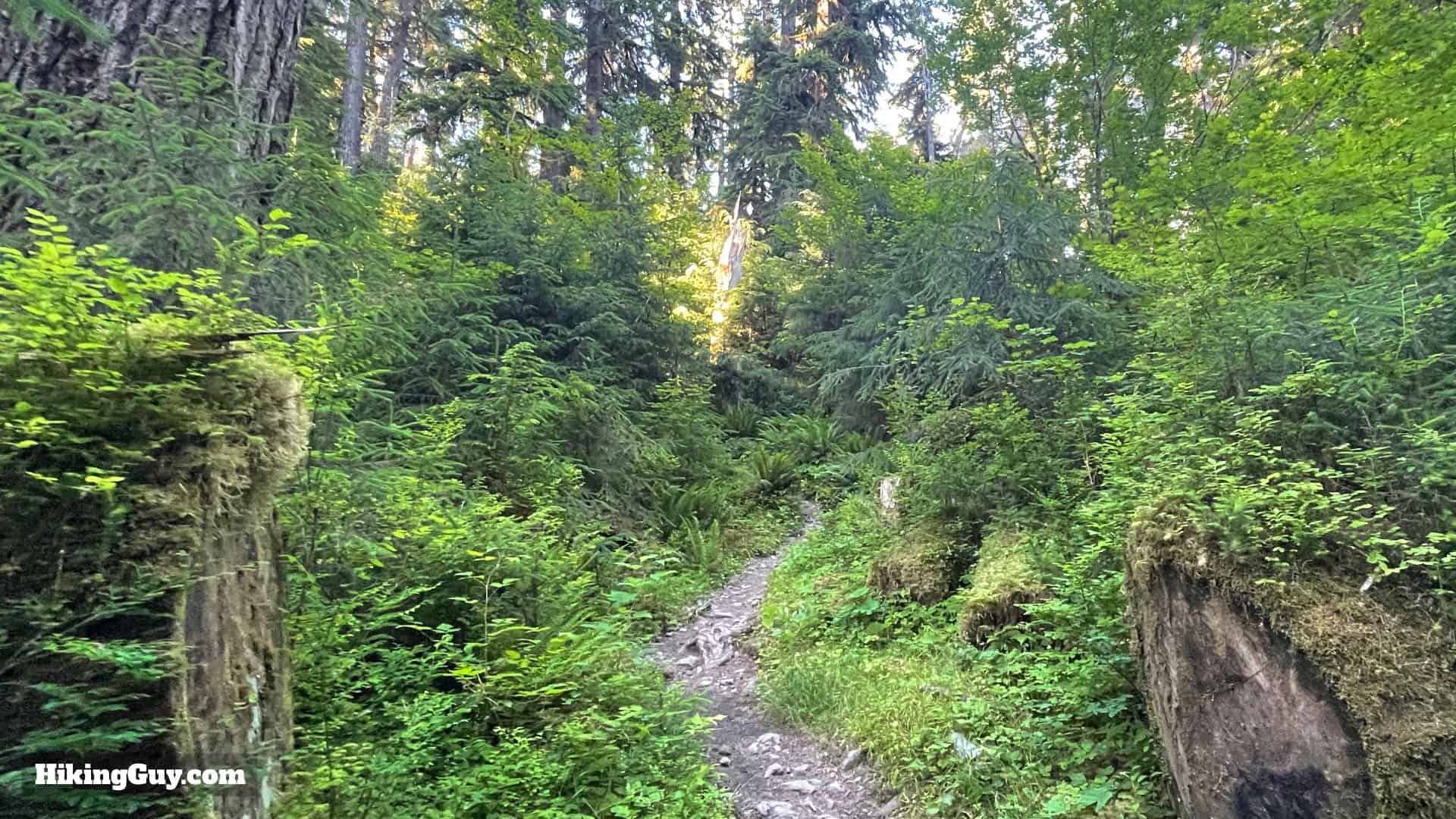 Hoh River Trail Directions 27