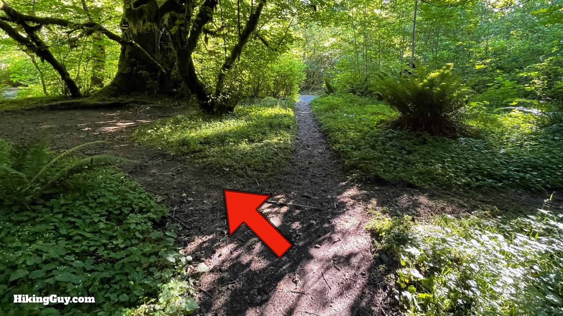 Hoh River Trail Directions 30