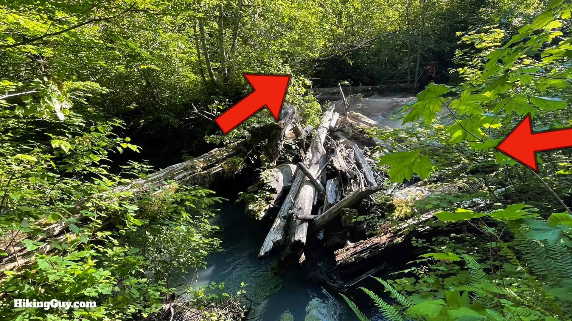 Hoh River Trail Directions 31