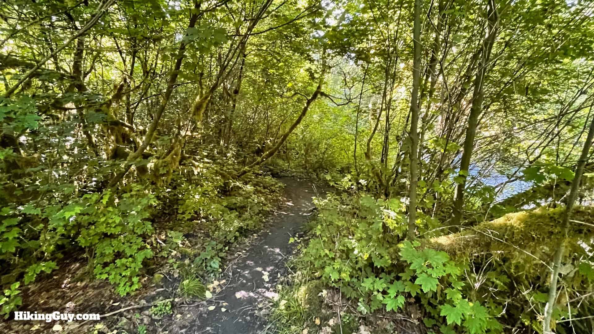 Hoh River Trail Directions 33