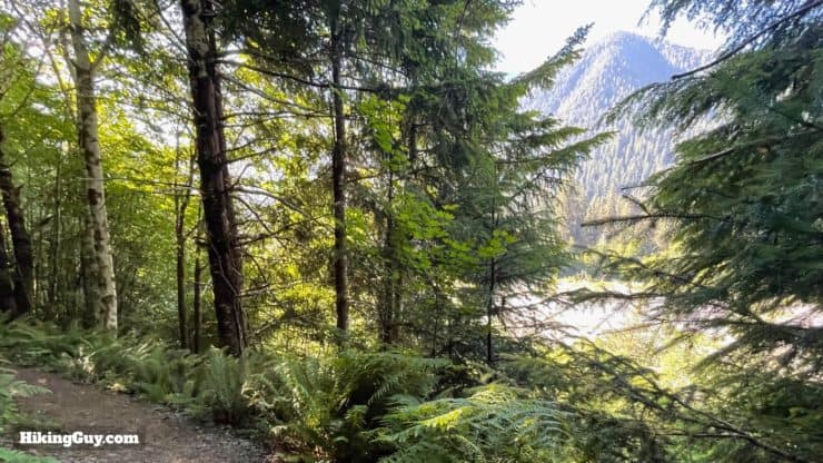 Hoh River Trail Directions 35