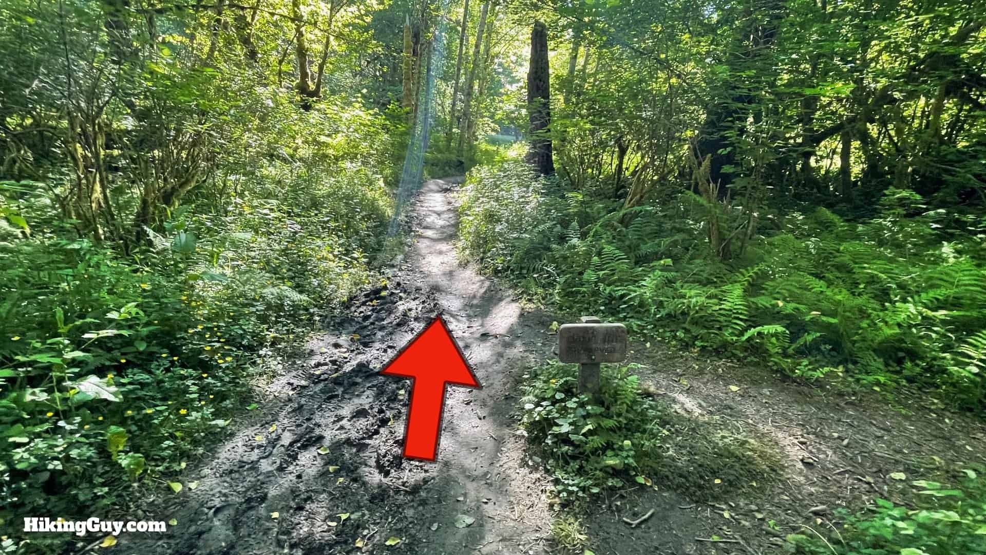 Hoh River Trail Directions 37