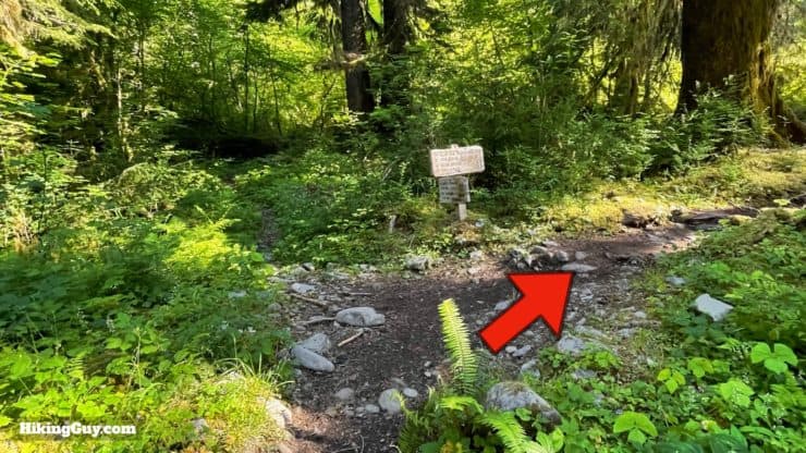 Hoh River Trail Directions 42