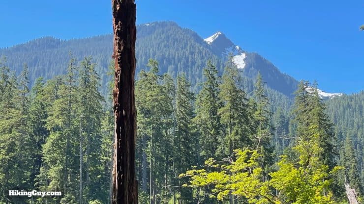 Hoh River Trail Directions 47