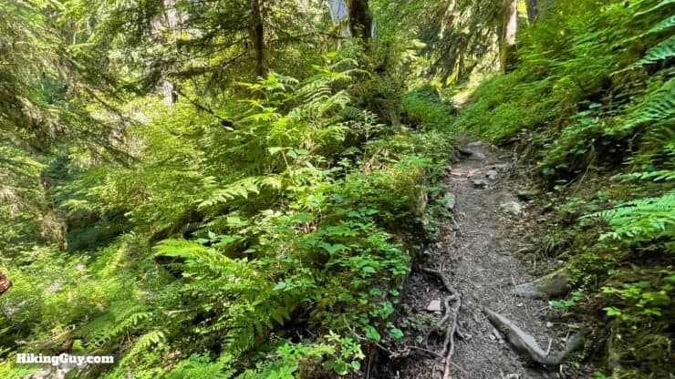 Hoh River Trail Directions 49