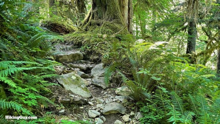 Hoh River Trail Directions 50