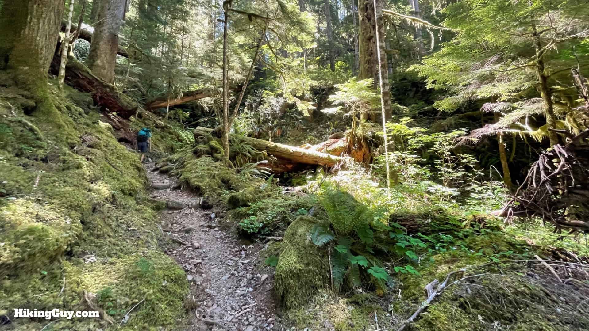 Hoh River Trail Directions 56