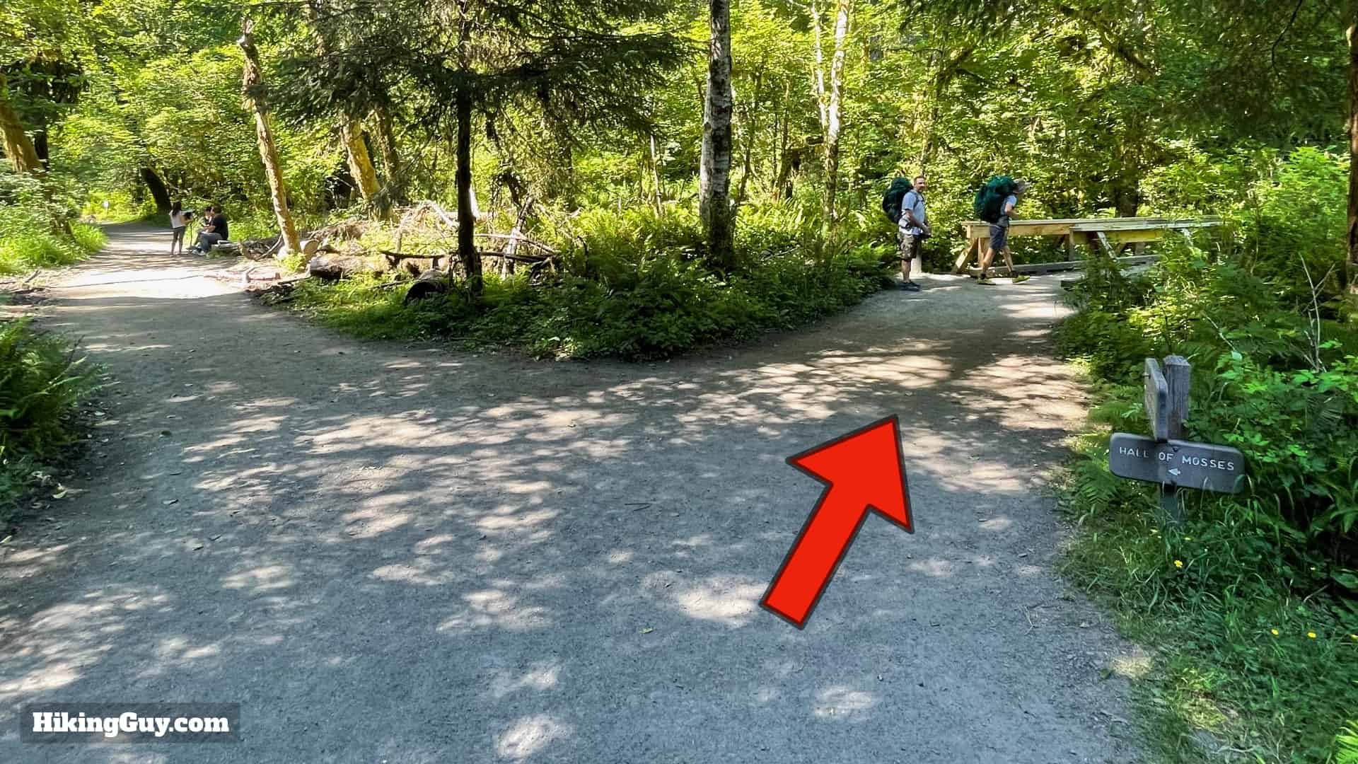 Hoh River Trail Directions 7