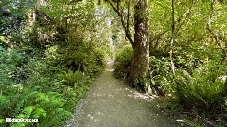 Hoh River Trail Directions 9