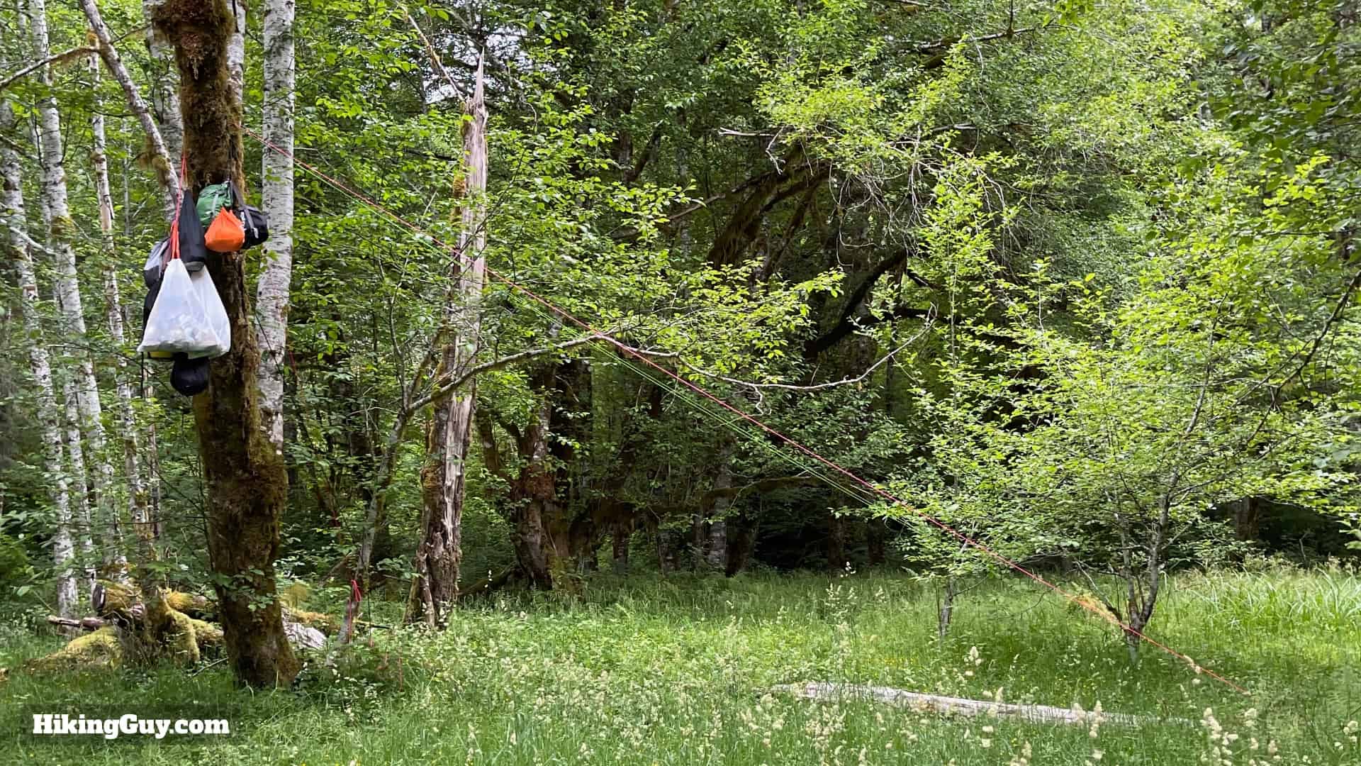 Hoh River Trail Tips 12