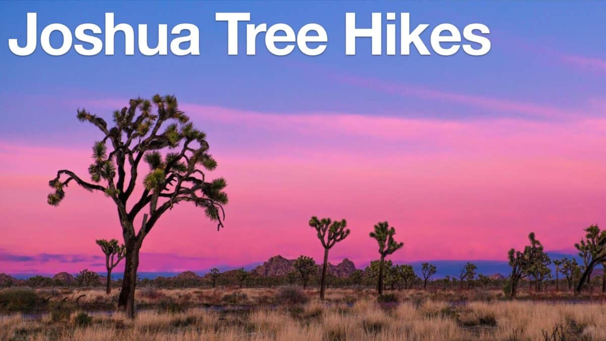 Joshua Tree Hikes