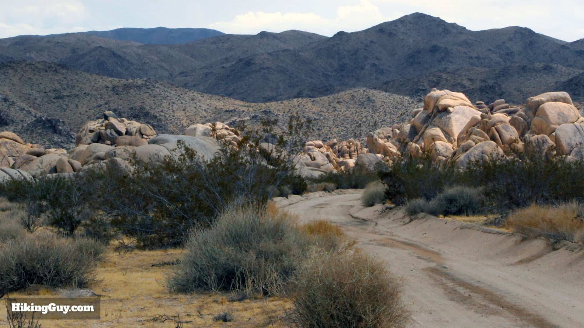 Joshua Tree Tips 1