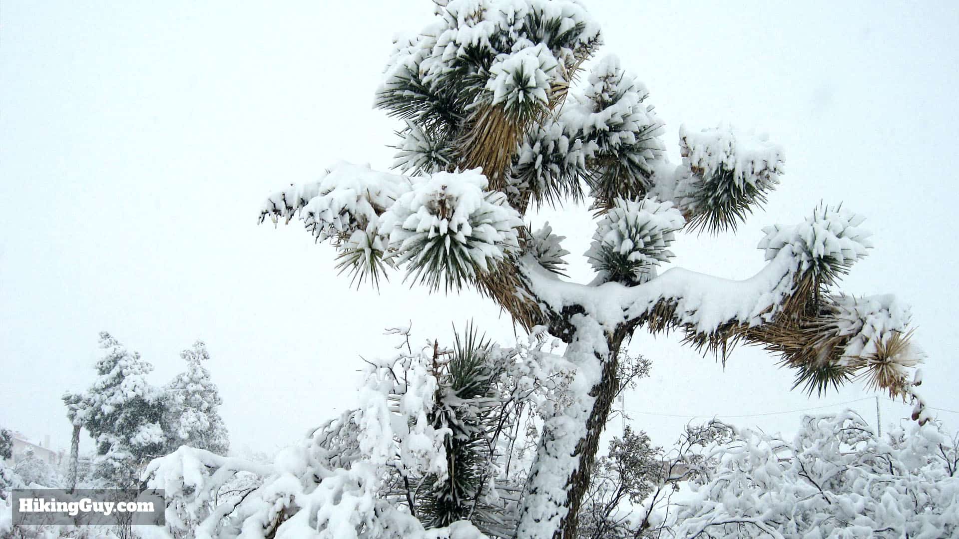 Joshua Tree Tips 4