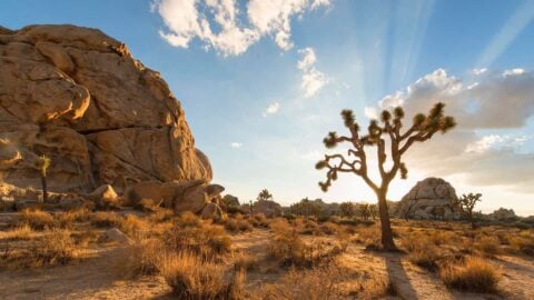 Joshua Tree Hiking Tips