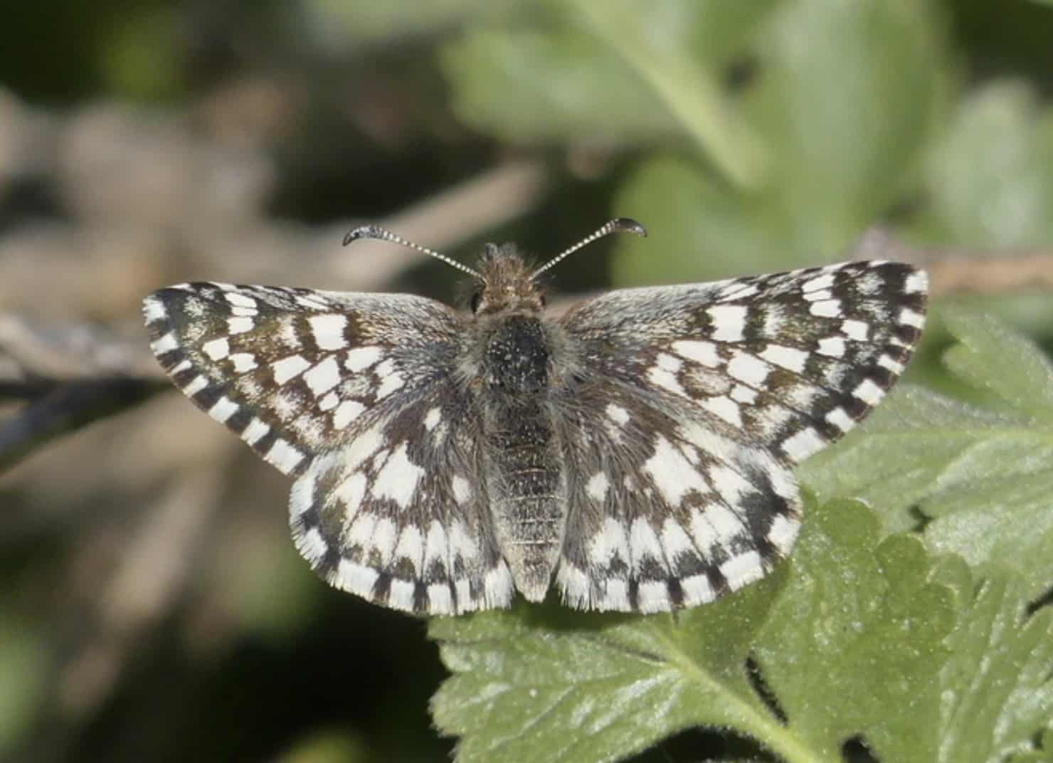 Laguna Mountain Skipper