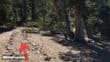Limber Pine campground