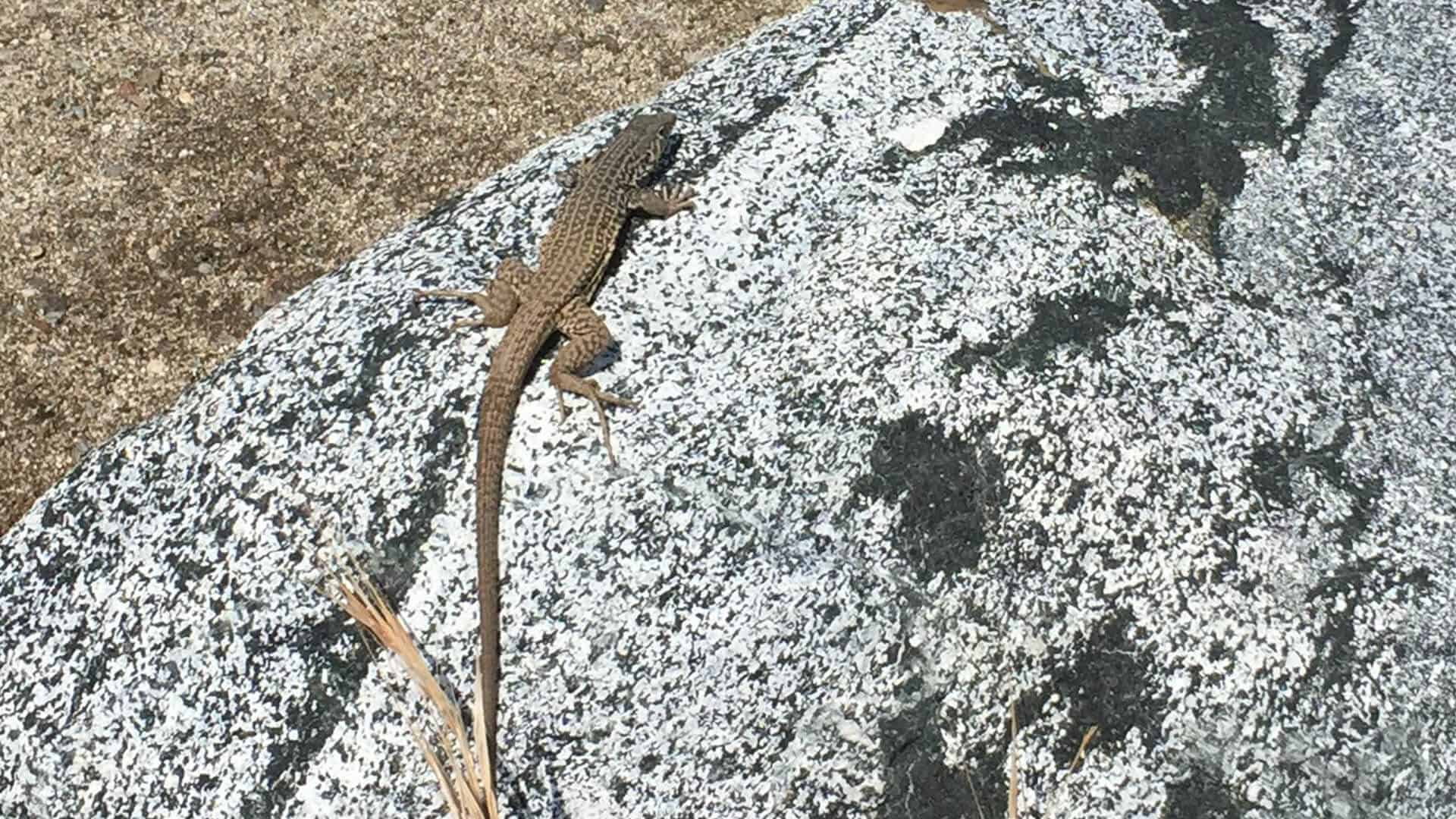 lizard on rock