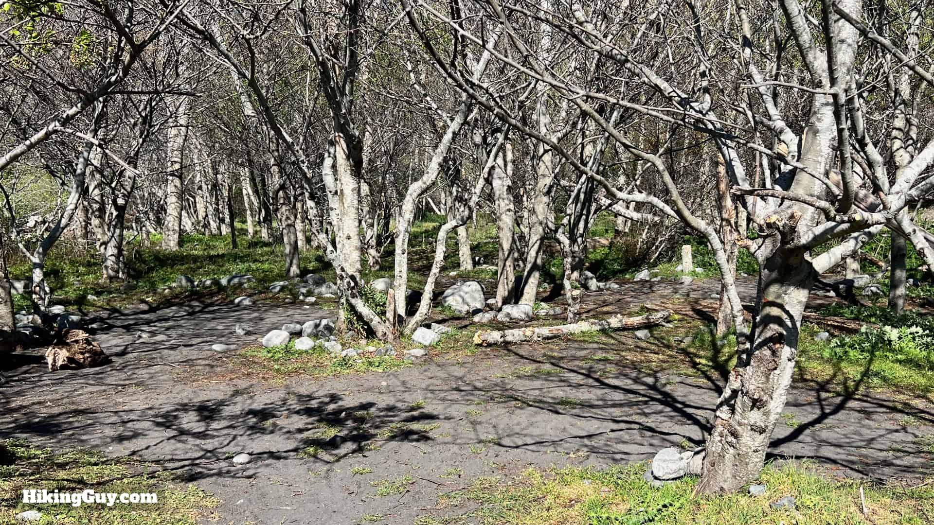 Lost Coast Campsite