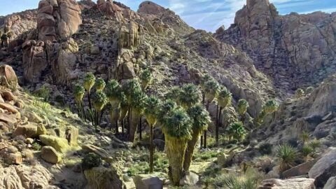 Hike Lost Palms Oasis Trail
