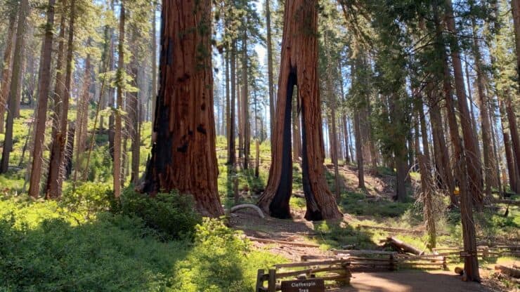 Mariposa Grove Of Giant Sequoias Featured