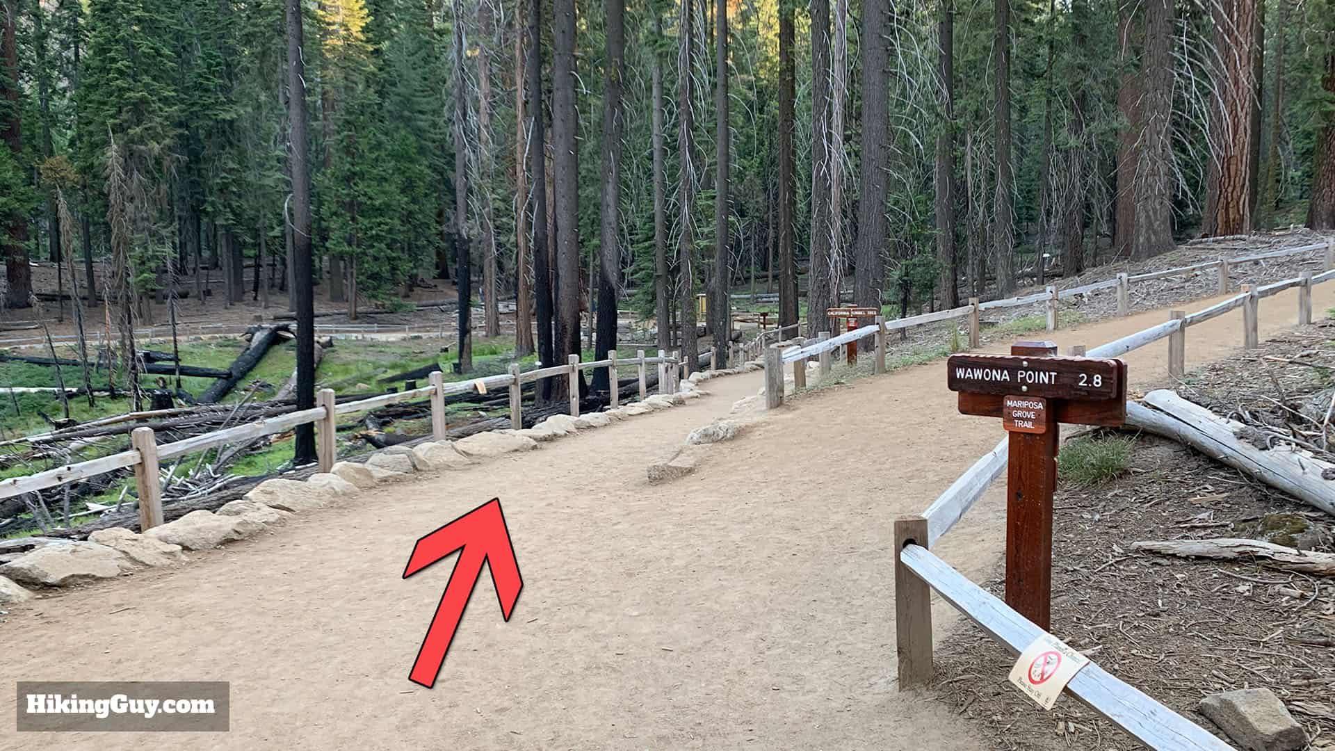 Mariposa Grove Trail 18