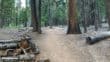 Mariposa Grove Trail 20