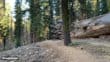 Mariposa Grove Trail 29