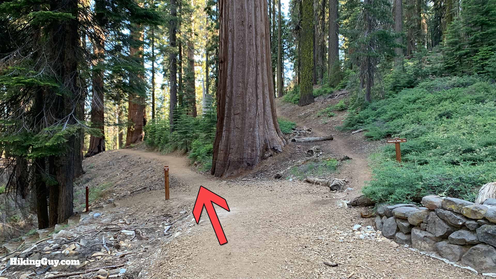 Mariposa Grove Trail 31