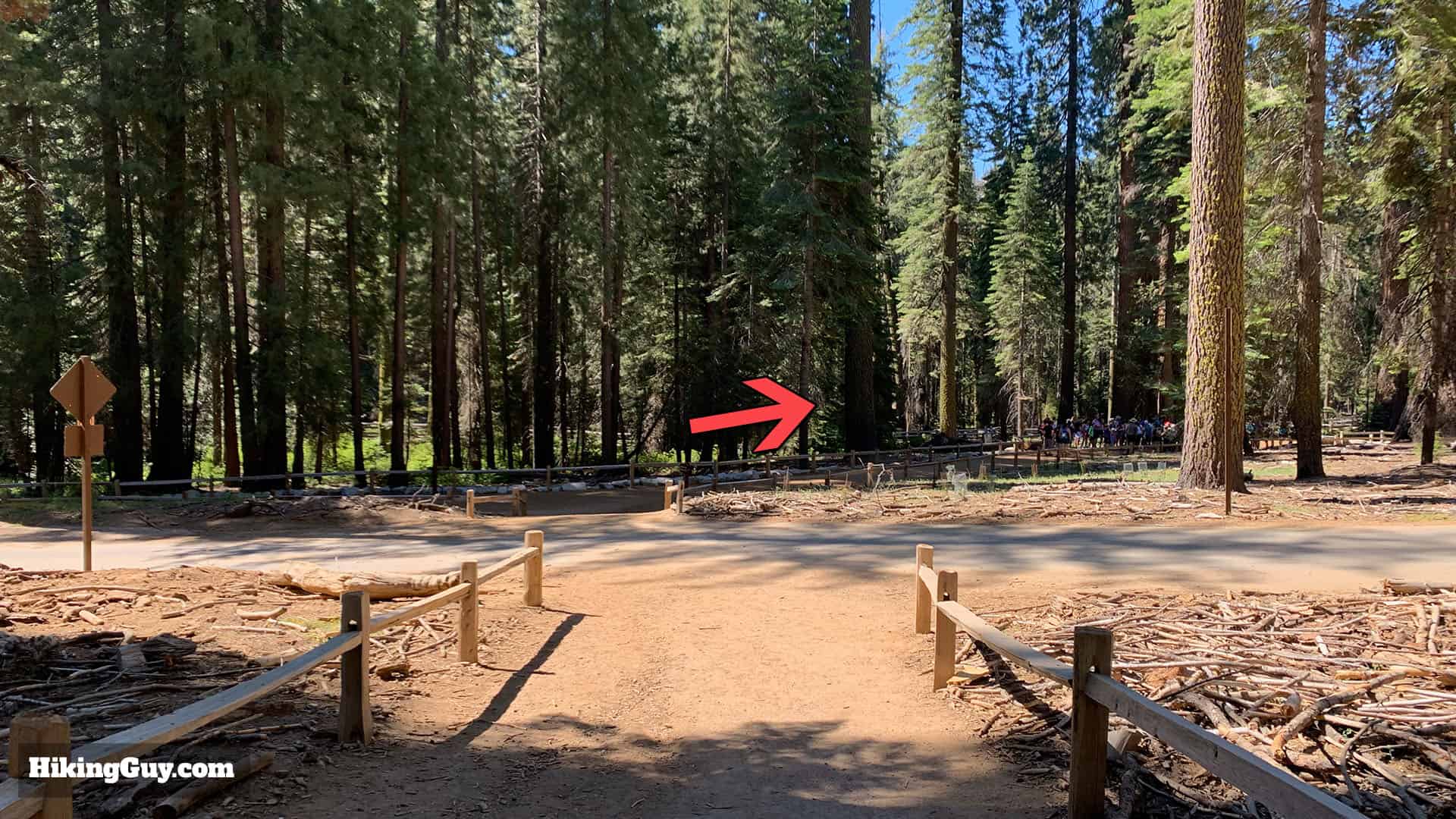 Mariposa Grove Trail 53