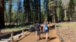 Mariposa Grove Trail 54
