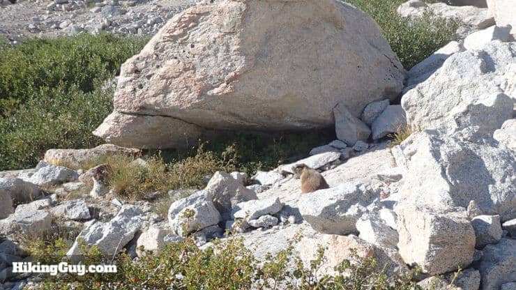 marmot on mt whitney trail