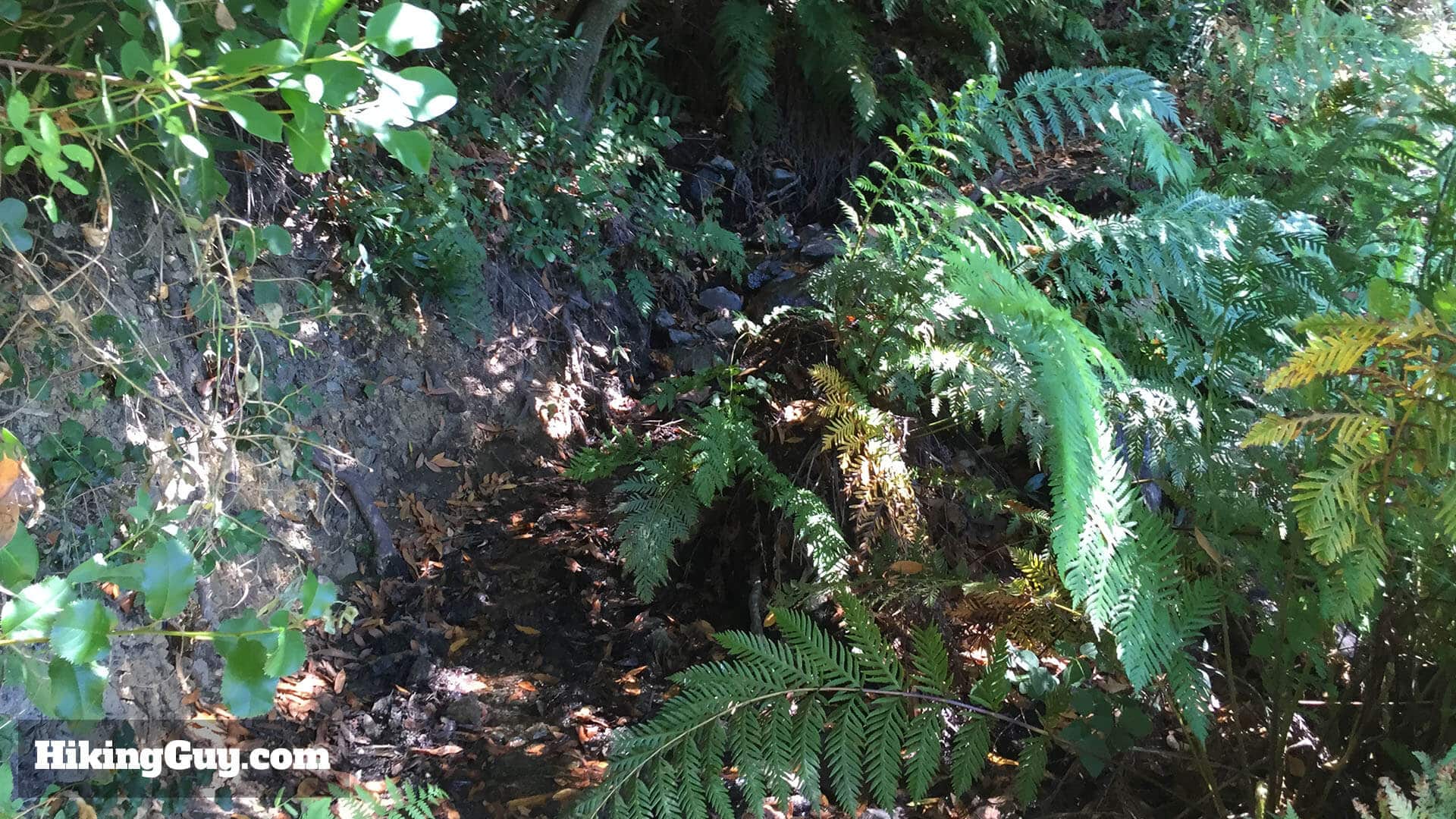 Modjeska Peak Hike trail