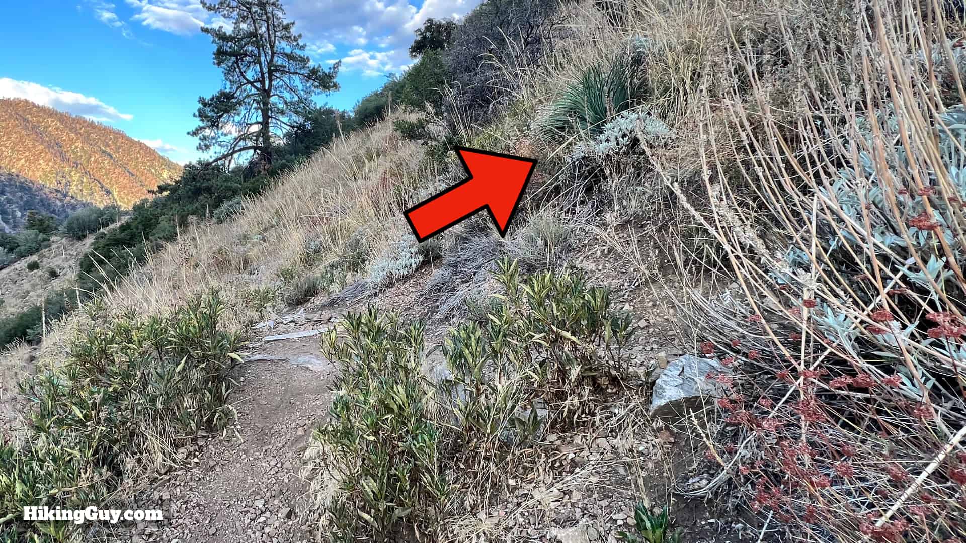 Momyer Creek Trail To Dobbs Cabin 13