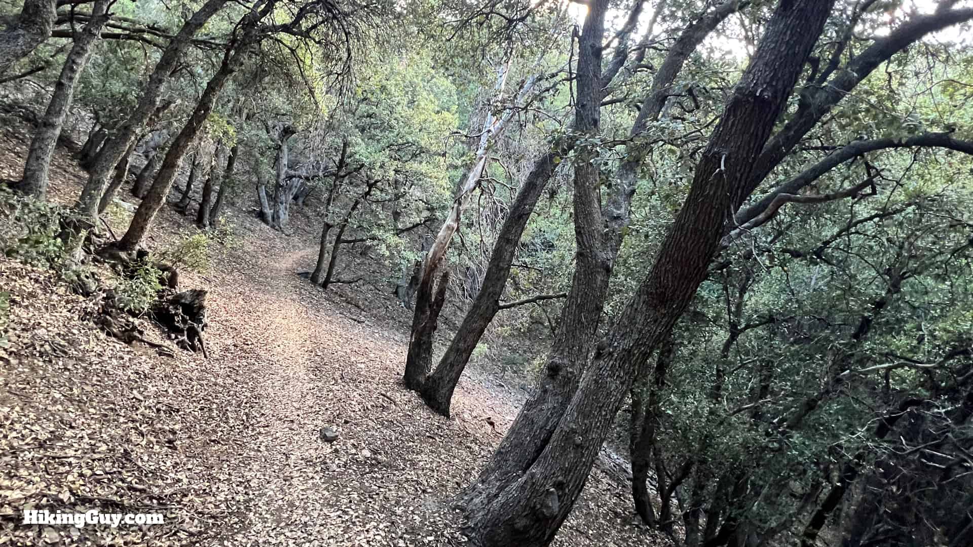 Momyer Creek Trail To Dobbs Cabin 15