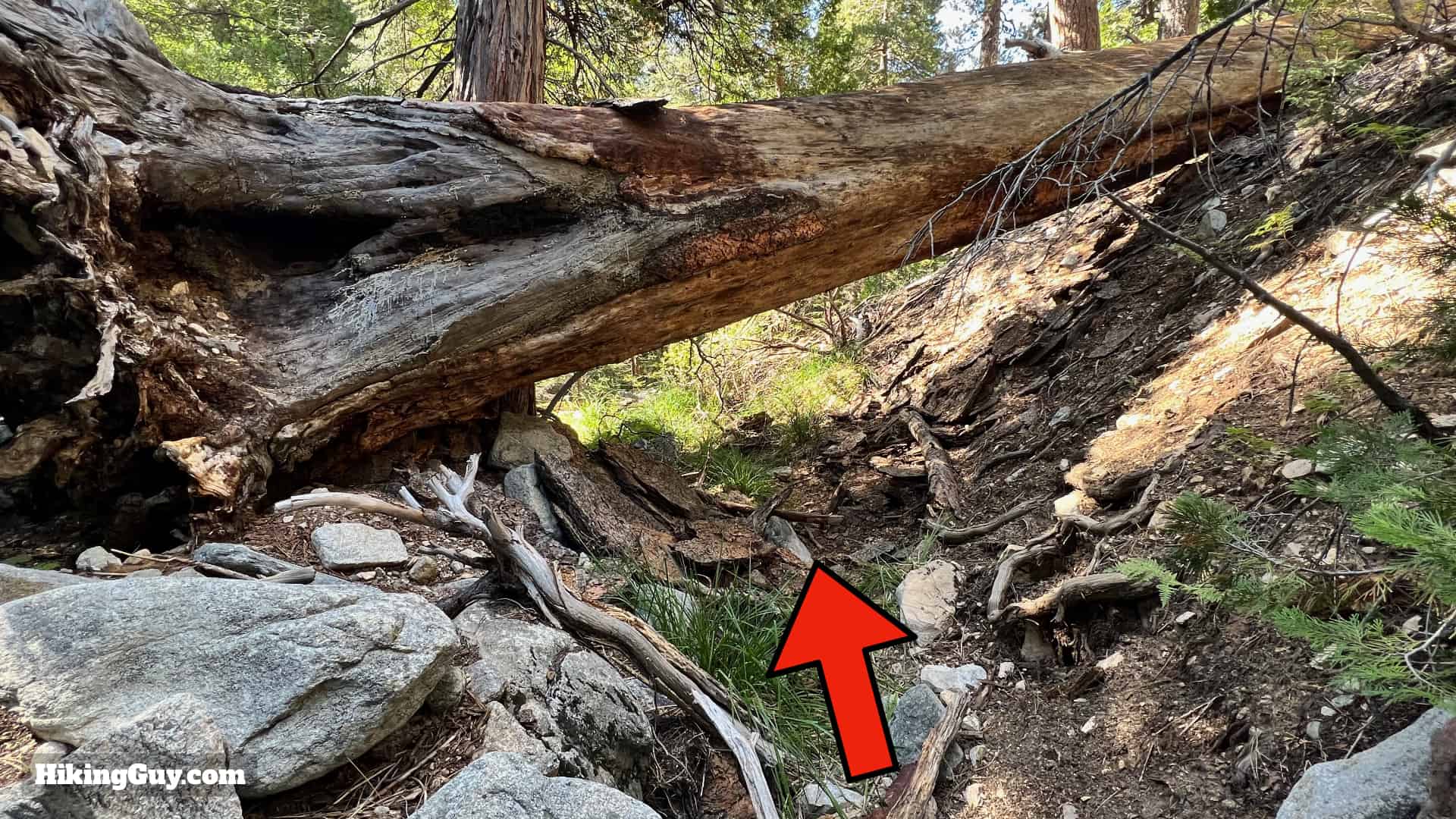 Momyer Creek Trail To Dobbs Cabin 38