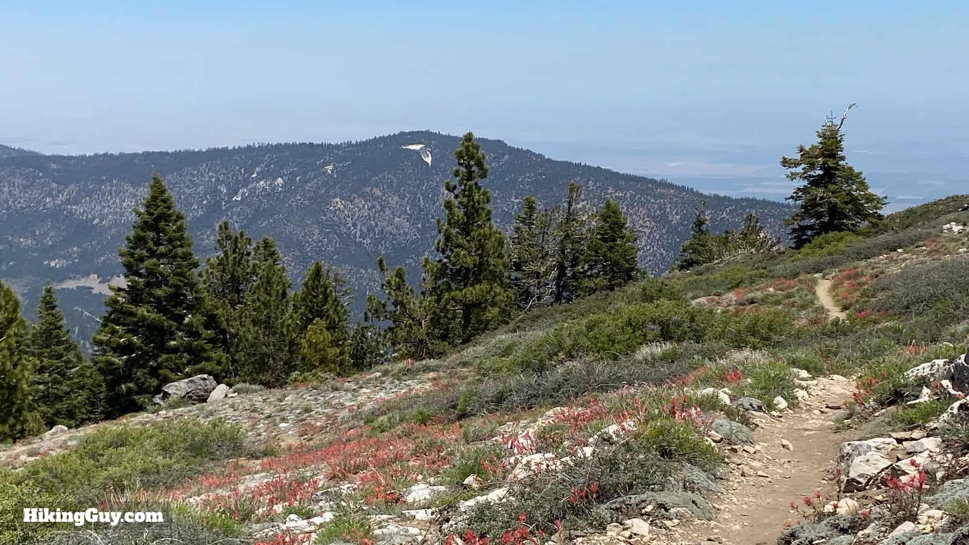 Mount Pinos Trail and Sawmill Mountain Hike Guide