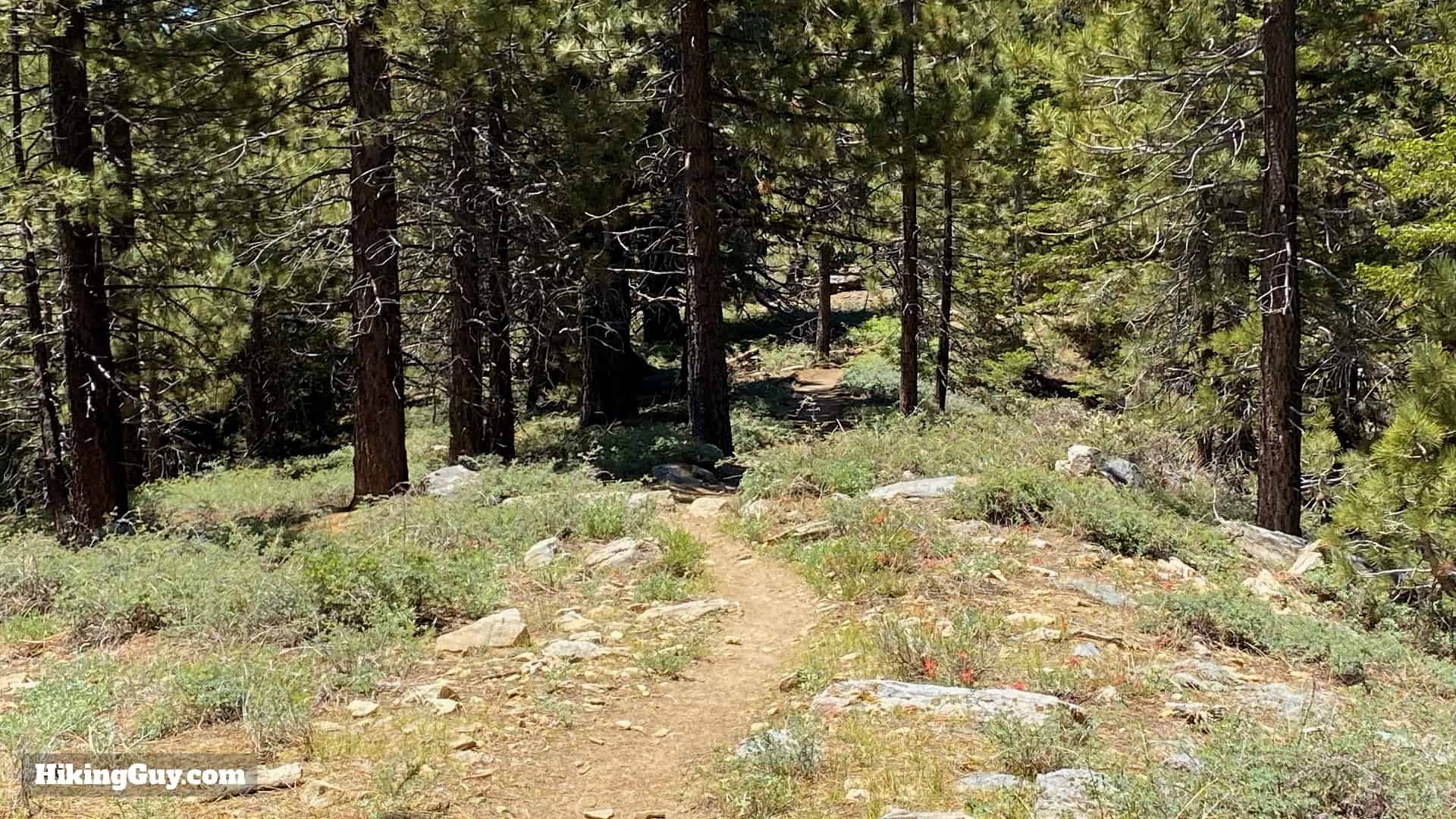 Mount Pinos Trail and Sawmill Mountain Hike Guide