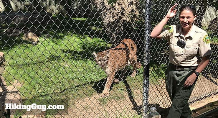 mountain lion at oc zoo