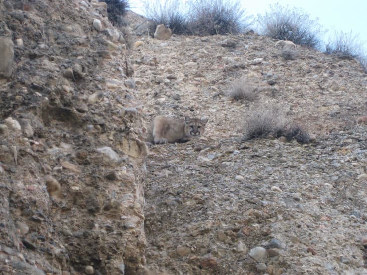 mountain lion hides