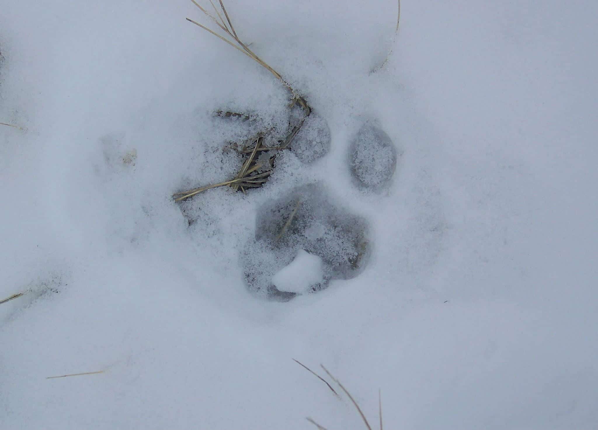 mountain lion track
