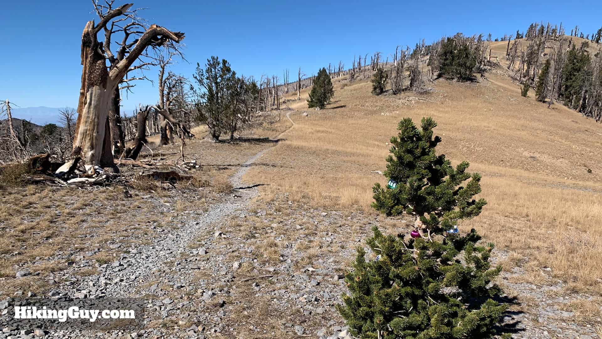 Mt Charleston Peak Hike South Loop Trail